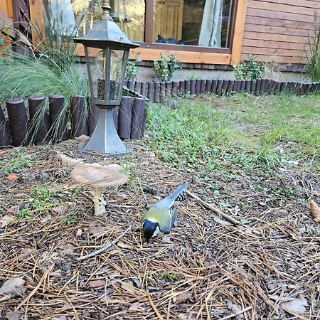 Homewood - Popowo Letnisko *