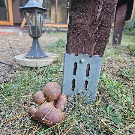 Homewood - Popowo Letnisko