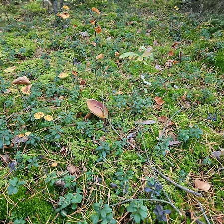 Villa Homewood - Popowo Letnisko *