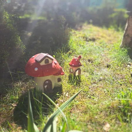 Homewood - Popowo Letnisko *