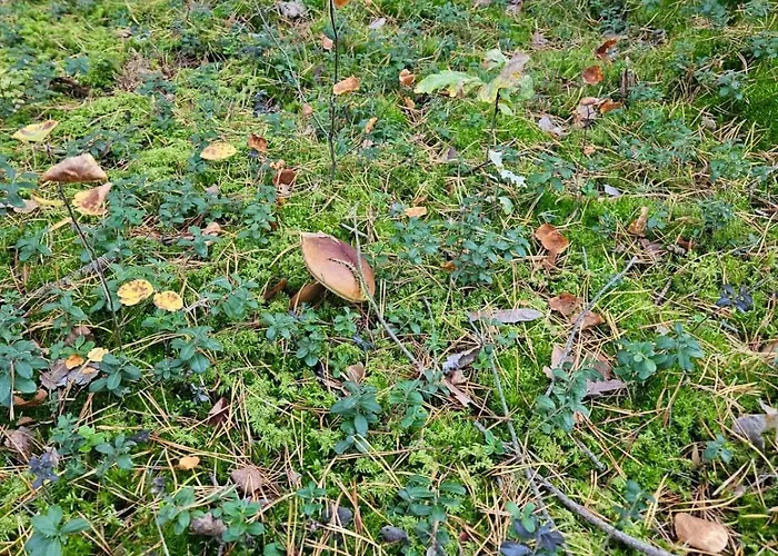 Villa Homewood - Popowo Letnisko *